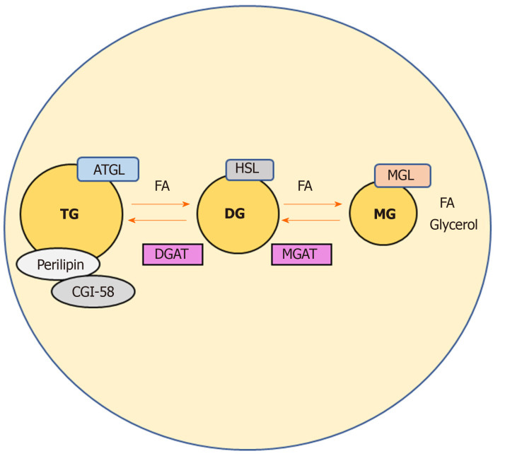 Catabolic pathways regulating triglycerides levels in adipocytes. Adipose triglyceride lipase, hormone sensitive lipase, and monoacylglycerol lipase act on triglycerides in a series of subsequent reactions in order to generate glycerol and fatty acids. Comparative gene identification-58 binds to perilipin facilitating lipolysis, as a known activator of adipose triglyceride lipase. Intermediates of this catabolic pathway may also be re-esterified to phospholipids and triglycerides by the enzymes monoacyglycerol acyltransferases and diacylglycerol acyltransferase. ATGL: Adipose triglyceride lipase; HSL: Hormone sensitive lipase; MGL: Monoacylglycerol lipase; TGs: Triglycerides; FAs: Fatty acids; CGI-58: Comparative gene identification-58; MGAT: Monoacyglycerol acyltransferases; DGAT: Diacylglycerol acyltransferase.