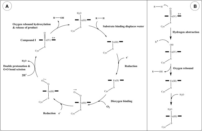 Reaction mechanism of cytochrome P450s (CYPs). (A) Generalized catalytic cycle of CYPs. (B) Hydroxylation of a generic substrate (R–H) by compound I via an oxygen rebound mechanism.