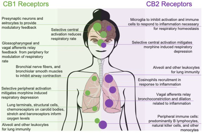 Effects of pharmacologically targeting central or peripheral CB1 and CB2 receptors on respiratory function. Respiratory outcomes are represented by their mechanism of action; with CB1 selective affinity to the left and CB2 selective affinity to the right. Outcomes are also represented with peripherally mediated outcomes along the bottom and centrally, or systemic outcomes, along the top.