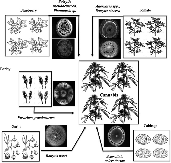 Pathogen inoculum sources for cannabis and hemp plants can originate from neighboring fields cropped to blueberry, tomato, barley, garlic and cabbage, which release inoculum to cause infection.