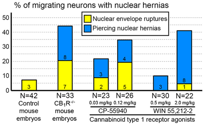 Percentages of cells with NE ruptures and PNHs in the embryo cerebral cortex of wild-type mice, CB1R−/− mice and wild type mice exposed to CB1R agonists. Numbers of cells with NE ruptures and PNHs are indicated in each column. Ns indicate the numbers of analyzed cells from each group. Modified from [53,67]. (License CC BY).