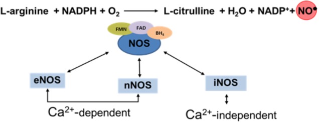 Schematic diagram illustration the synthesis of NO.