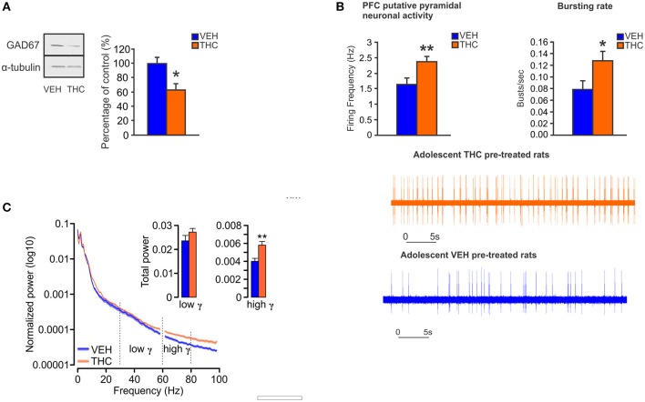 Chronic THC exposure during adolescence induces GABA hypofunction in the adult PFC. (A) In adolescent THC pretreated animals, expression level of GAD67 is decreased in the adult PFC as compared to adolescent VEH pretreated animals. (B) In adolescent THC pretreated animals, pyramidal neuronal activity is increased in the adult PFC as compared to adolescent VEH pretreated animals. (C) In adolescent THC pretreated animals, high gamma (61–80 Hz) bands are increased in the adult PFC as compared to adolescent VEH pretreated animals. Figure modified from Renard et al. (148). *P < 0.05; **P < 0.01.