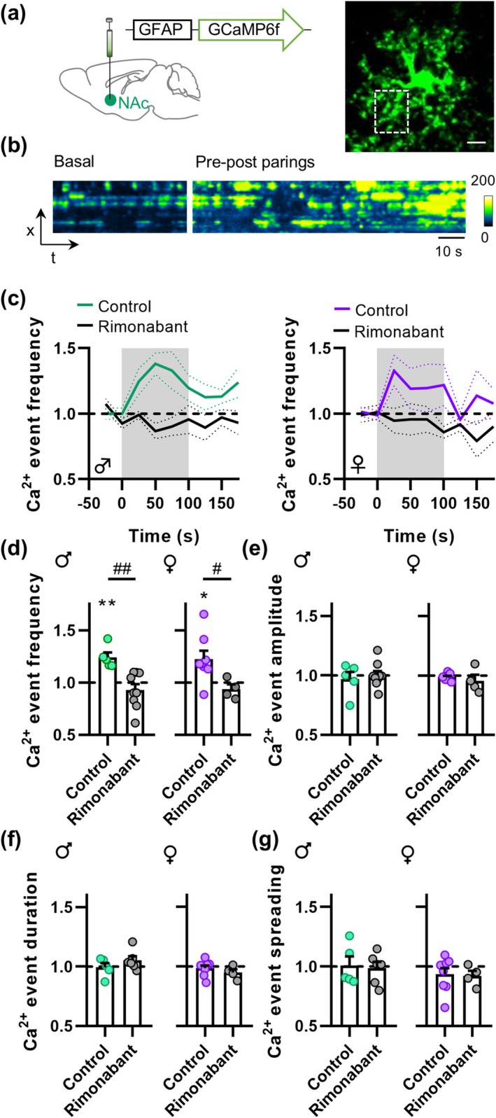 Astrocytes respond with cytosolic Ca2+ increases to t‐LTD induction. (a) Scheme depicting viral injection in the NAc (left) and maximal fluorescence projection of a representative astrocyte expressing GCaMP6f (right). Scale bar: 10 μm. (b) Fluorescence intensity over time of the astrocyte region boxed in (a) during basal conditions and during t‐LTD induction (pre‐post parings). (c) Normalized Ca2+ event frequency in control conditions and in the presence of Rimonabant. Gray area indicates t‐LTD induction. (d)–(g) Normalized Ca2+ event frequency, amplitude, duration and spreading during t‐LTD induction in control conditions and with Rimonabant. Data are expressed as mean ± s.e.m. Statistical differences comparing baseline with t‐LTD induction (paired Student's t‐test) are expressed as (*) p < 0.05, (**) p < 0.01. Statistical differences comparing Ca2+ dynamics in control conditions and Rimonabant (unpaired Student's t‐test) are expressed as (#) p < 0.05, (##) p < 0.01.