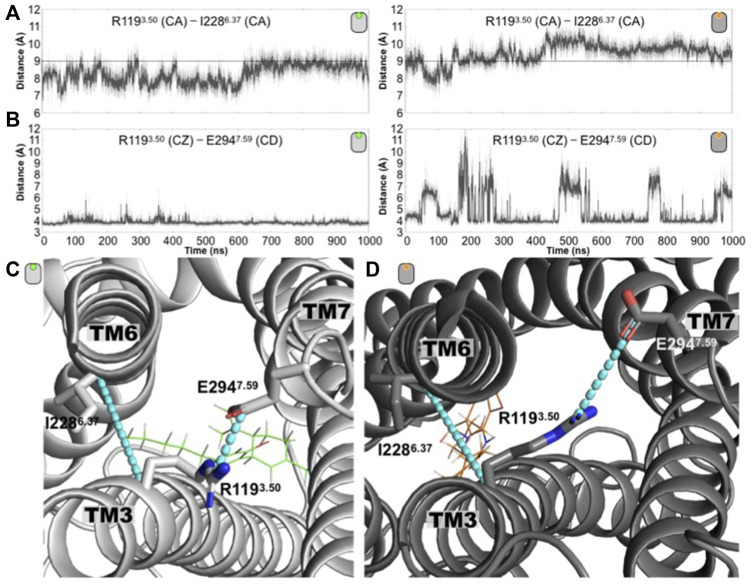 Conformation changes around the conserved intracellular residue R3.50 distinguished the antagonist-bound versus the agonist-bound GPR55 complexes. (A) Time evolution of the R1193.50 (CA)—I2286.37 (CA) distance for the antagonist-bound (left) and agonist-bound (right) GPR55 systems. The dashed line at 9 Å is drawn to guide the eye. (B) Time evolution of the distance R1193.50 (CZ)—E2947.59 (CD) distance for the antagonist-bound (left) and agonist-bound (right) GPR55 complexes. This electrostatic interaction remains in the former while in the latter is frequently disrupted. (C) Representative structures of the (C) CBD/GPR55 and the (D) ML186/GPR55 complexes are shown where the two plotted distances are illustrated as cyan lines.
