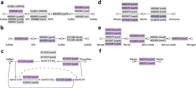 Schematics of the selected sulfur and nitrogen KEGG metabolic pathways. Pathways were inferred using the MinPath tool based on the overrepresented KEGG Orthologs (KOs), which were identified in the two-sided Welch’s t test (p < 0.05) in STAMP. KOs significantly overrepresented (p < 0.05) in the no hemp retting (‘nHR’) group are shown in purple boxes. KOs included in the KEGG pathway, but not significantly overrepresented (p > 0.05) are shown in grey boxes. (a) Assimilatory sulfate reduction, (b) Dissimilatory sulfate reduction and oxidation. (c) SOX system, (d) Dissimilatory nitrate reduction, (e) Denitrification, (f) Nitrification.