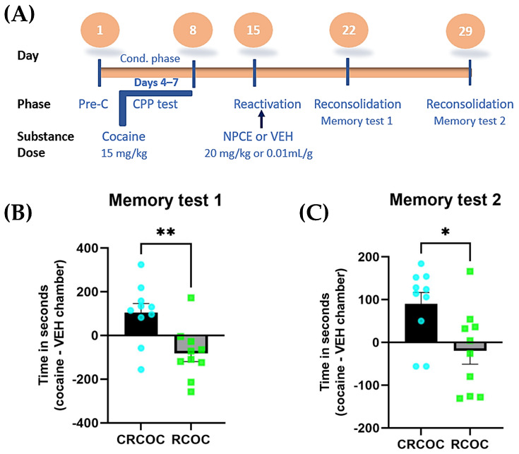 Effect of NPCE on the reconsolidation of cocaine-induced CPP memory. (A) Timeline of the behavioral procedures for Experiment 3. The paradigm includes pre-conditioning (Pre-C), condition with cocaine (15 mg/kg), memory reactivation followed by administration of NPCE (20 mg/kg, CBD-equivalent dose, approximately 48.7 mg/kg total extract) or vehicle (VEH; 0.01 mL/g), and two subsequent memory tests conducted at 7 days (Memory Test 1) and 14 days (Memory Test 2) post-reactivation. (B,C) Place preference scores, calculated as the difference in time spent between the cocaine-paired and vehicle-paired chambers (seconds), during (B) Memory Test 1 and (C) Memory Test 2. Data are presented as mean ± SEM (n = 10 per group), with scatter points representing individual animal scores. CRCOC: Control group (cocaine + vehicle); RCOC: NPCE-treated group (cocaine + NPCE). * p < 0.05 and ** p< 0.01 versus the CRCOC group.