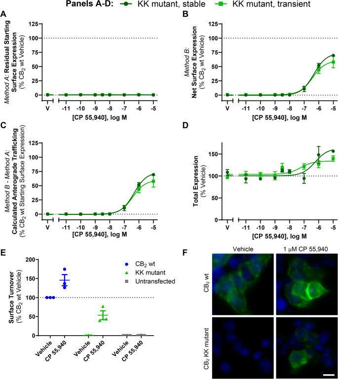 CB2 KK mutant trafficking and expression in response to CP 55,940. HEK cells stably and transiently expressing CB2 KK mutant were treated with a CP 55,940 dilution series for 3 h and were labelled to measure (A) residual starting surface expression (Method A), (B) net surface expression (Method B), or (D) total receptor expression. (C) Calculated anterograde trafficking (Method B – Method A). Data are presented as mean ± SEM from three independent experiments. (E-F) HEK cells transiently expressing CB2 wt or KK mutant were treated with vehicle or 1 μM CP 55,940 for 3 h in the continued presence of primary anti-HA to measure surface turnover. (E) Mean ± SEM from three independent experiments. (F) CB2 (anti-HA) in green, nuclei (Hoechst stain) in blue. Scale bar = 10 μM. Representative of three independent experiments