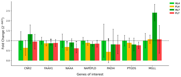 Relative expression of endocannabinoid system-related genes in the endometrium of postpartum dairy cows with and without fatty liver. The graph shows gene expression in healthy liver cows (HL) and cows with fatty liver (FL) at 4 and 7 weeks postpartum. The y-axis represents fold change (2−ΔΔCt) relative to healthy cows at 4 weeks postpartum (HL4). Error bars indicate standard error of the mean. Genes analyzed include cannabinoid receptor 2 (CNR2), fatty acid amide hydrolase (FAAH1), N-acylethanolamine acid amidase (NAAA), N-acyl phosphatidylethanolamine phospholipase D (NAPEPLD), peptidyl arginine deiminase 4 (PADI4), prostaglandin D2 synthase (PTGDS) and monoacylglycerol lipase (MGLL). Significant differences (p < 0.05) are indicated by asterisks (*), while statistical tendencies (0.05 ≤ p < 0.1) are marked with a cross (†).