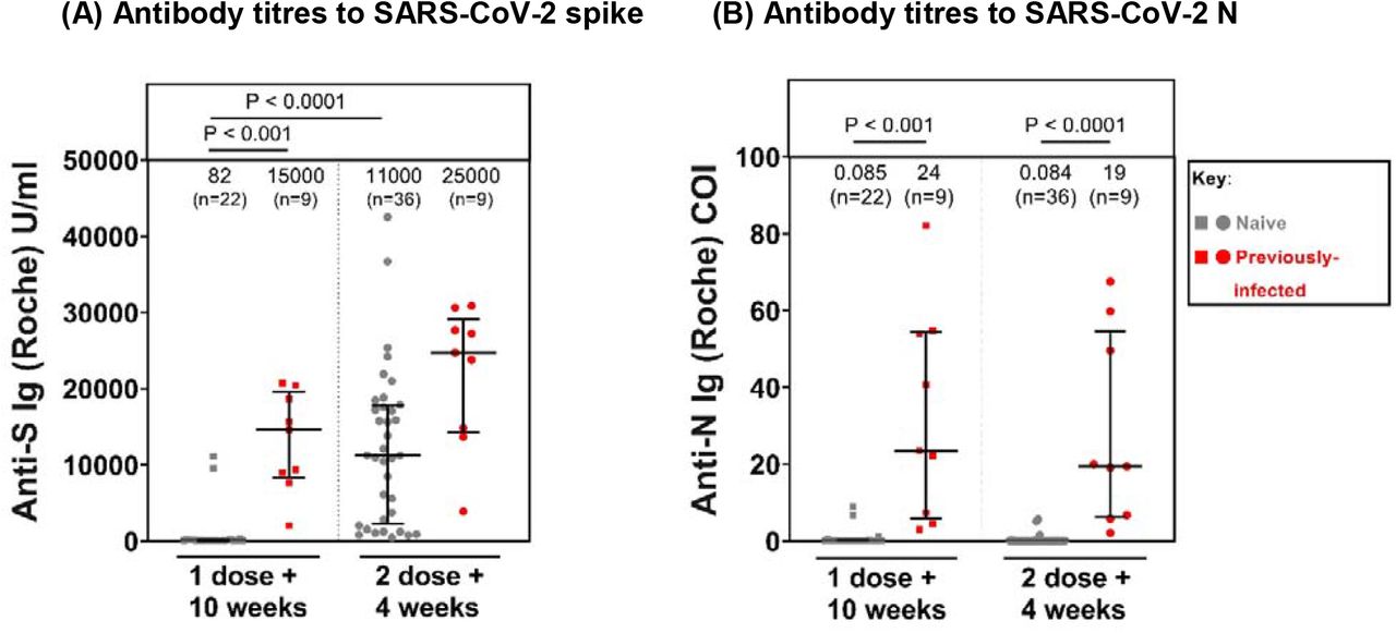 Antibody titres to SARS-CoV-2 spike and nucleocapsid protein in both naïve and previously-infected healthcare workers at 1 dose + 10 weeks and 2 dose + 4 weeks. (A) Antibody titres to SARS-CoV-2 spike protein in naïve and previously infected healthcare workers at 1 dose + 10 weeks and 2 dose + 4 weeks. (B) Antibody titres to SARS-CoV-2 nucleocapsid protein in naïve and previously infected healthcare workers at 1 dose + 10 weeks and 2 dose + 4 weeks. (A-B) Healthcare workers received phlebotomy 10 weeks post 1st dose (1 dose + 10 weeks) and/or 4 weeks post 2nd dose (2 dose + 4 weeks). Patients are matched for data measured by PITCH ELISpot and Oxford Immunotec T-SPOT assays. Roche assay was used to determine Antibody (Ig) titres in U/ml for anti-S and cut-off index (COI) for anti-N. At 1 dose + 10 weeks, n=22 for naïve samples and n=9 for previously-infected samples. At 2 dose + 4 weeks, n=36 for naïve samples and n=9 for previously infected samples. Kruskal-Wallis test was used to compare sample groups and determine statistical significance. Infection status at time of first vaccine, as defined by available PCR and serology data: grey symbols = naïve HCWs and red symbols = HCWs previously infected with SARS-CoV-2. Median T cell responses are stated immediately above each column and marked by a horizontal line on each column, and interquartile range is represented by error bars. The sample sizes are also indicated above each column in brackets.