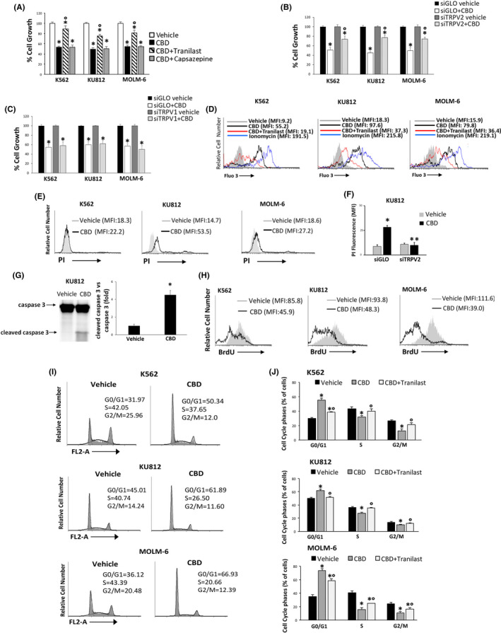 CBD reduces cell viability in a TRPV2‐dependent manner. A, Cell viability in CML cells pretreated with tranilast or capsazepine for 1 h before the addition of CBD at IC50 dose. Vehicle‐treated cells = control. Data are the mean ± SD of three experiments. *P < .05 vs vehicle; °P < .05 vs CBD‐treated cells. B, C, Cell viability in siTRPV2 (B), siTRPV1 (C) and siGLO cells treated for 24 h with CBD at IC50 dose or vehicle. Data are the mean ± SD of three experiments. *P < .05 vs vehicle, °P < .05 vs CBD‐treated siGLO cells. D, [Ca2+]i evaluated by Fluo‐3 staining and FACS analysis in CML cells treated for 1 min with CBD (IC50 dose) or pretreated with tranilast and then stimulated with CBD. E, PI staining in CML cells treated with CBD at IC50 dose or with vehicle for 24 h. Data are representative of three experiments. F, PI assay performed in CBD (IC50 dose)‐ or vehicle‐treated for 24 h siGLO and siTRPV2 KU812 cells. Data are the mean ± SD of three experiments. *P < .05 vs vehicle; **P < .05 vs CBD‐treated siGLO. G, Caspase 3 analyzed by western blot in KU812 cells treated as described in panel E. Blot is representative of three experiments. For statistical analysis, cleaved caspase 3 densitometry values were normalized to caspase 3 levels. Folds represent changes respect to vehicle. H, BrdU assay in CML cells treated with CBD at IC50 dose or with vehicle for 24 h. Histograms are representative of three experiments. I, Cell cycle analysis in CML cells treated with CBD at IC50 dose or with vehicle for 24 h. Numbers = %cells in each cell cycle step. Data are representative of three experiments. J, Statistical analysis of cell cycle phases in CML cells treated with CBD at IC50 dose or vehicle for 24 h or pretreated with tranilast for 1 h before the addition of CBD. Data are the mean ± SD of three experiments. *P <.05 vs vehicle, °P <.05 vs CBD