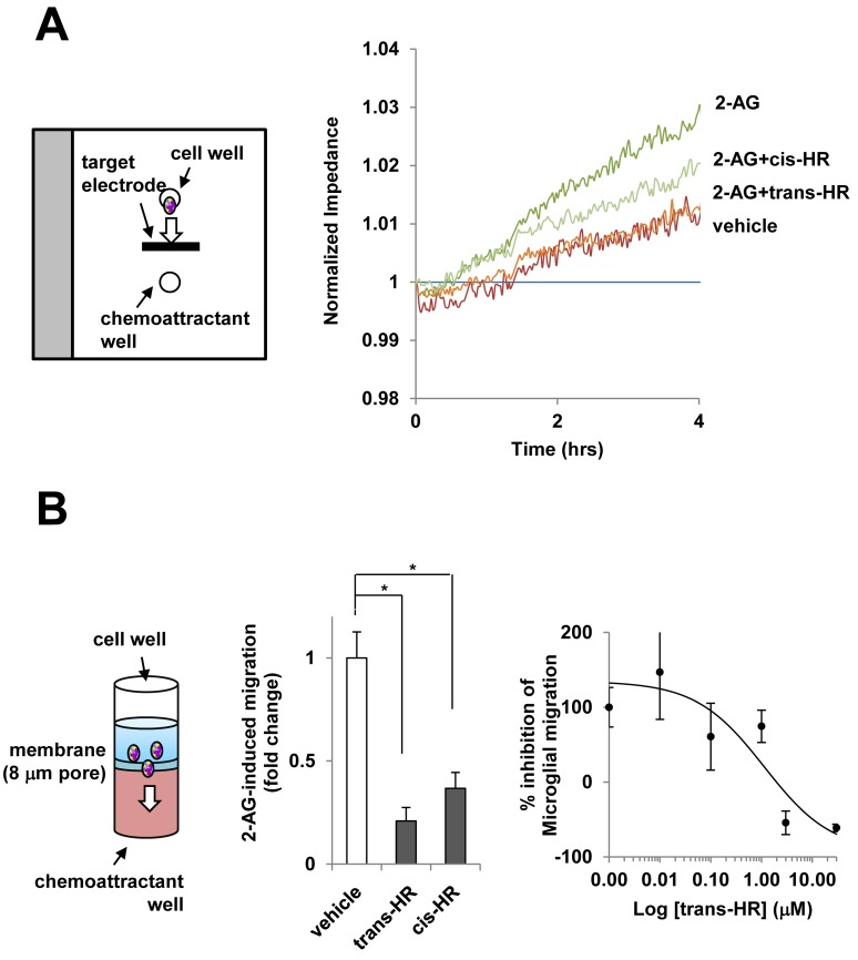 Hinokiresinols reduces 2-AG-induced microglial migration.(A) Schematic configuration of ECIS/taxis electrode design to measure an increase of resistance proportional to cell migration (left) and representative trace of ECIS change in the presence of hinokiresinols (right). The chemotactic response of pure primary microglia (1 X 104 cells/well) was assessed using the linear target electrode, placed between cell and chemoattractant wells. (B) Principles of Boyden chemotaxis chamber (left). Microglial migration toward 2-AG-containing lower wells of the Boyden chamber in the absence or presence of hinokiresinols [10 μM each (middle) or indicated concentration of trans-hinokiresinols (right)] was quantified, and the results are expressed as fold change in numbers of migrated cells (left) or an inhibition percentage compared to basal migration and maximum migration by 2-AG (right), respectively. Values are mean ± SEM of 4–8 independent quantification of migration. * P < 0.05: vs. indicated group.