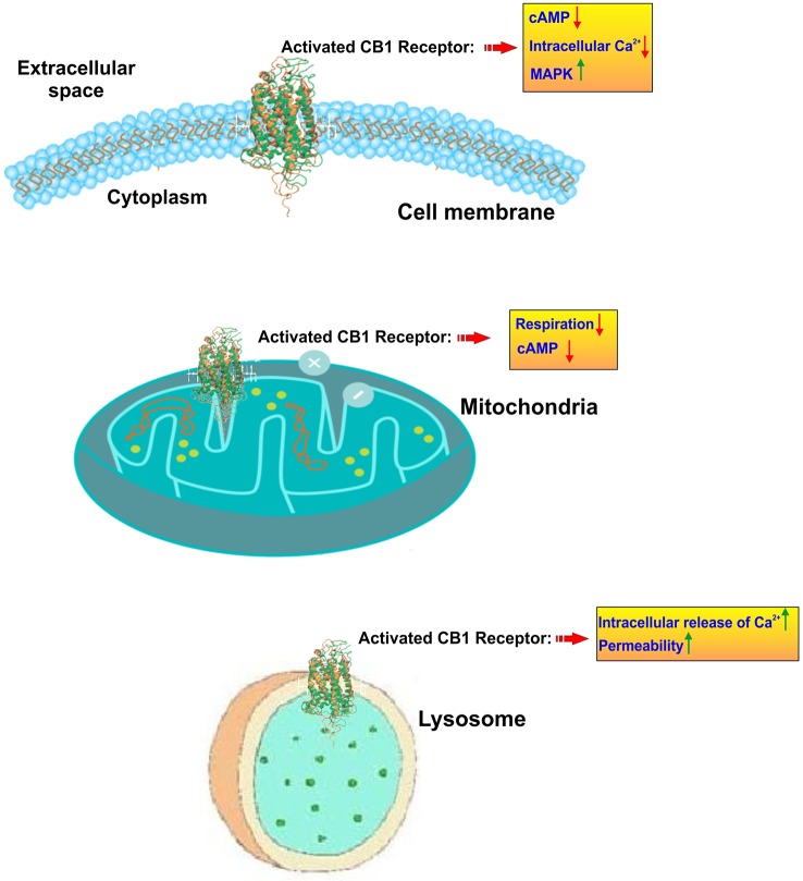 Subcellular localization and activity of CB1 receptors. CB1 receptors are primary located on the cell membrane where their activation lead to inhibition of adenylate cyclase and a resulting reduction of cyclic AMP. In parallel CB1 activation promotes the upregulation of mitogen-activated protein kinase (MAPK) which is involved in directing cellular responses to mitogens, heat shock, osmotic stress, and proinflammatory stimuli (e.g. cytokines). At the mitochondrial level, CB1 activation leads to inhibition of mitochondrial respiration and production of cAMP. CB1 receptors are also present at the level of lysosomes where they prompt a release of calcium from these internal storage units and increase the intracellular calcium levels. Lysosome permeability is also increased.