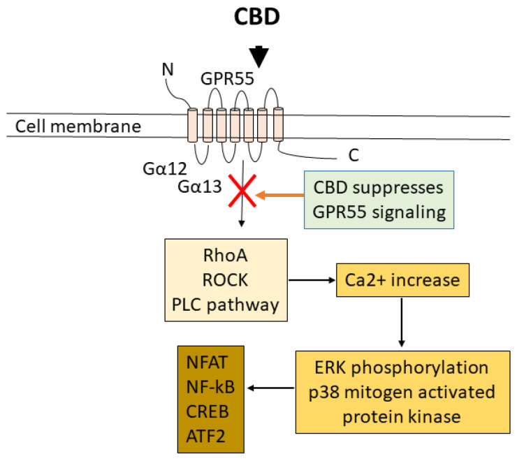GPR55 is a seven-transmembrane receptor coupled to Gα12,13 proteins. It activates RhoA and ROCK and the PLC pathway, which causes an increase in intracellular Ca2+. Increase of Ca2+ triggers phosphorylation of ERK, activates p38 mitogen-activated protein kinase, and the downstream signaling of NFAT, NF-κB, CREB, ATF2.