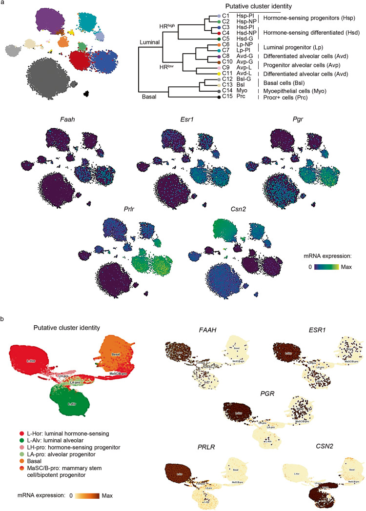 FAAH is expressed in luminal hormone-sensing cell populations in all stages of adult mammary gland development.t-SNEs plots representing mRNA expression of FAAH and cell population-specific genes in putative cell clusters of mammary cell populations defined by scRNA-seq analysis of developing mouse mammary glands as published by refs. [9] (a) and [10] (b). t-SNEs plots are colored by the normalized log-transformed expression of each of the genes. ESR1 estrogen receptor alpha, PGR progesterone receptor, PRLR prolactin receptor, CSN2 β-Casein.