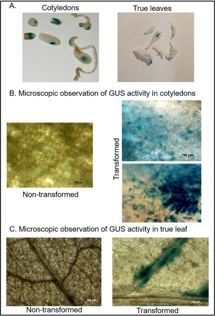 Representative images of GUS activity analysis in cotyledons and leaves tissues of cannabis seedlings to confirm the transient transformation.(A) GUS activity analysis in cotyledons (left panel) and true leaves (right panel). (B) Microscopic observation of GUS activity in cotyledons, non-transformed tissue (left panel) and transformed tissue (right panel). Scale bar 100 μM. (C) Microscopic observation of GUS activity in true leaf, non-transformed tissue (left panel) and transformed tissue (right panel). Scale bar 100 μM.