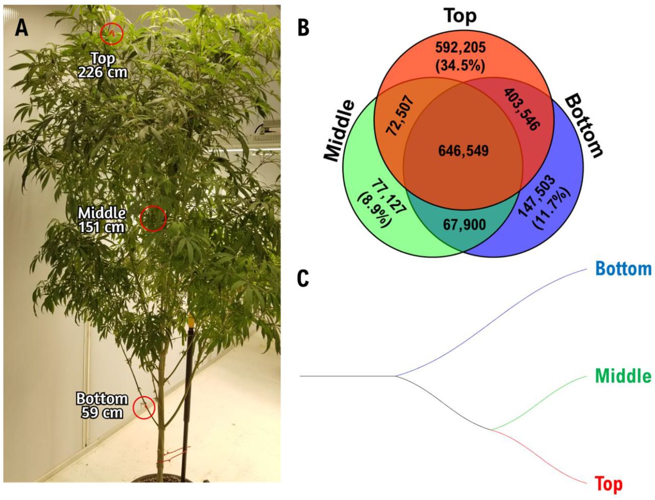 Cannabis mother plant with bioinformatic analysis. (A) Honey Banana, a mother plant (age: ~1.5 years), exhibited incredible growth, vigour and excellent traits which made this an ideal cultivar for this study. Three stem samples were taken from the top (226cm), middle (151cm) and bottom (59cm) and had their genomes fully sequenced. (B) A Venn diagram reveals the overlapping and unique nucleotide variants for the top, middle and bottom. (C) A phylogenic tree created using a genetic distance approach and the neighbour-joining method demonstrates that the top and middle are more similar by sharing a common node while the bottom has a separate branch.
