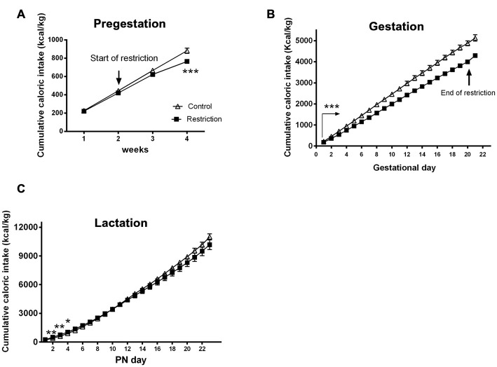 Maternal caloric intake during pregestation, gestation and lactation period. Cumulative caloric intake (g) of control (open triangles) and restricted dams (solid squares) during pregestation (A) gestation (B) and lactation (C). Values are expressed as means ± SEM. *p < 0.05, **p < 0.01, ***p < 0.001. The arrow in (B) with statistical points ***denotes the interval of time with significant differences between groups (p < 0.001).