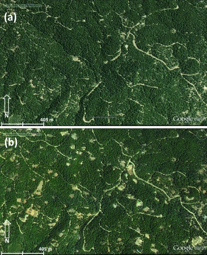 Land clearing, habitat conversion, and road building associated with marijuana cultivation in the Trinity River watershed (a) before conversion, 2004, and (b) after conversion, 2012. Source: Jennifer Carah; base imagery US Department of Agriculture Farm Service Agency through Google Earth (2004), and Google Earth (2012).