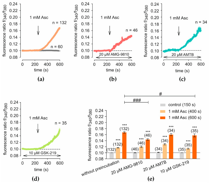 L-ascorbic acid (Asc)-induced [Ca2+]i increase is modulated by transient receptor potential channels (TRPs) blockers. The mean fura-2/AM f340/f380 ratio (f340/f380) (ordinate) is plotted against time in seconds (abscissa), with an increase in f340/f380 correlating to an elevation in intracellular calcium ([Ca2+]i) concentration. The fluorescence ratios were normalized to baseline conditions (control set to 0.1, dashed line). At 240 s, 1 mM Asc is added (arrow). (a) Treatment with 1 mM Asc (n = 132) (filled circles) results in a steady increase in f340/f380 compared to the control condition without Asc treatment (n = 60) (open circles). (b) Preincubation with 20 µM AMG-9810 (AMG) (n = 46) leads to a reduction of absolute [Ca2+]i following Asc treatment. (c) Preincubation with 20 µM AMTB (n = 34), a specific TRPM8 blocker, results in no significant changes of [Ca2+]i compared to measurements without blocker. (d) Preincubation with 10 µM GSK2193874 (GSK219) (n = 35) results in a lower maximum of [Ca2+]i compared to (a). (e) The diagram shows the mean f340/f380 at 150 s, 400 s, and 600 s and standard error (SEM) for each measurement in Figure 1. The numbers in brackets above the columns indicate the number of single cells measured (n), with each cell defined as an individual region of interest (ROI) selected during fluorescence microscopy. Asterisks (*) indicate statistical significance in paired data (*** p < 0.001), whereas hashtags (#) indicate statistical significance in unpaired data (# p < 0.05, ### p < 0.001). Statistical significance was defined as p < 0.05.