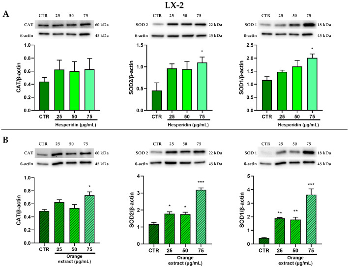 Effect of HE (A) and OE (B) on CAT, SOD2, and SOD1 protein expressions in LX-2 cells was measured by Western blot, and β-actin was used as a loading control. Representative Western blot bands are shown below. All data reported in each panel are expressed as the mean ± SEM from three independent experiments, where * p ≤ 0.033, ** p ≤ 0.002, and *** p < 0.0002 by the Kruskal–Wallis test corrected for multiple comparison by Dunn’s test.