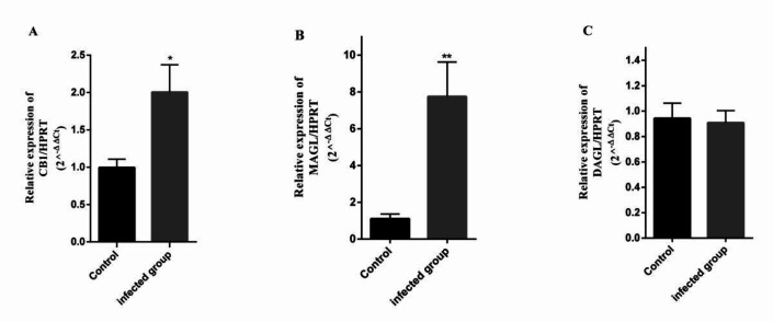Comparison of CB1, MAGL and DAGL expression at mRNA level in the brain of T. gondii infected mice. A) CB1, B) MAGL, C) DAGL mRNA levels in the brain of mice infected by RH strain of T. gondii compared to the control group. The Ct values were normalized using Hprt as the endogenous control. Data are presented as mean ± SEM. *P < 0.01; **P < 0.0001 vs. control group. (n = 5 per group).