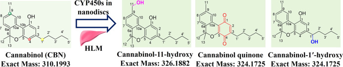 Structural representation of cannabinol (CBN) metabolism. Metabolism by purified CYPs leads to the formation of various metabolites like CBN-1′–OH, CBN-11-OH, and CBN-quinone (p-CBNQ).