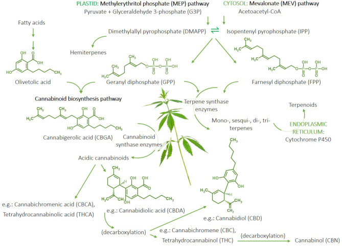 Summary of the terpene and cannabinoid biosynthetic pathways in cannabis plants. The methylerythritol phosphate (MEP) pathway occurs in the plastid and generates isoprenoid pre-cursors, isopentenyl pyrophosphate (IPP), and dimethylallyl pyrophosphate (DMAPP) from pyruvate and glyceraldehyde-3-phosphate. IPP and DMAPP can be used to produce hemiterpenes and geranyl diphosphate (GPP), which can lead to monoterpene and diterpene synthesis. GPP combined with olivetolic acid generated from fatty acids initiates the cannabinoid biosynthesis pathway starting with the production of cannabigerolic acid (CBGA) and subsequent acidic cannabinoids, including cannabidiolic aicd (CBDA), cannabichromenic acid (CBCA), and tetrahydrocannabinolic acid (THCA), catalysed by respective cannabinoid synthase enzymes produced by the plant. A percentage of the native acidic cannabinoids metabolise through decarboxylation to yield non-acidic by-products, e.g., cannabidiol (CBD), cannabichromene (CBC), and tetrahydrocannabinol (THC); the latter of which can be further metabolised to cannabinol (CBN). The cytosolic mevalonate (MEV) pathway also produces DMAPP and IPP from acetoacetate-CoA-derived precursors to generate farnesyl diphosphate (FPP), which can be used to generate sesqui- and triterpenes. Terpenes can be converted to terpenoids via the P450 enzyme in the endoplasmic reticulum. The production of mono-, sesqui-, di-, and triterpenes involves reactions catalysed by a multitude of terpene synthase enzymes expressed by the plant to yield an abundance of different terpene compounds. Therefore, the cannabinoid and terpene profile of a cannabis plant is largely determined by the expression of its synthase enzymes. “Cannabis Leaves Weed Png” by Clipart.info is licenced under CC BY 4.0.
