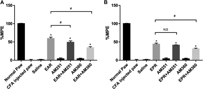 Effect of the oral administration of (A) E. angustifolia root extract (EAR) or (B) E. purpurea root extract (EPR) and cannabinoid receptor antagonists AM251 (CB1) and AM630 (CB2) on peripheral pain in rats. Data are presented as % of maximum possible effect (%MPE), relative to the Normal Paw group, as a function of dose. Data are the mean ± SEM for 6 animals. * Significantly different from the vehicle (Saline) group (p < 0.01); #Significantly different from the EAR without antagonist group (p < 0.01). as determined by ANOVA analysis followed by post hoc Dunnett’s t-test. N.S: not significant (p > 0.05).
