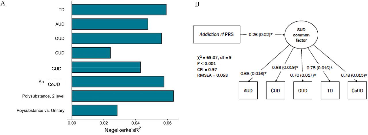 (A) Polygenic risk score (PRS) of the addiction-rf predicts lifetime alcohol (AUD), cannabis (CUD), opioid (OUD), tobacco (TD), and cocaine (CoUD) use disorders, and variables representing more than one lifetime substance use disorder diagnosis vs no SUDs diagnosis (Polysubstance Use Disorder, 2 level), more than one lifetime diagnosis vs. one lifetime diagnosis (polysubstance vs. unitary), as well as any substance use disorder diagnosis (Any Addiction) in an independent sample (Yale Penn 3; N=1,986 individuals of European genetic ancestry). (B) The addiction-rf PRS was associated with a comparable phenotypic substance use disorders (SUD) common factor in the Yale-Penn sample. Controlling for age, sex and 10 genetic principal components of ancestry, all path estimates are fully standardized. Estimates were significant at p < .001 (minimum available in LAVAAN).