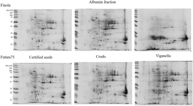 2D-PAGE of albumin fraction of Finola (on the upper part of the image) and Futura 75 (on the lower part of the image) certified seeds (on the left), or obtained from the experimental fields of Crodo (middle) and Viganella (right).