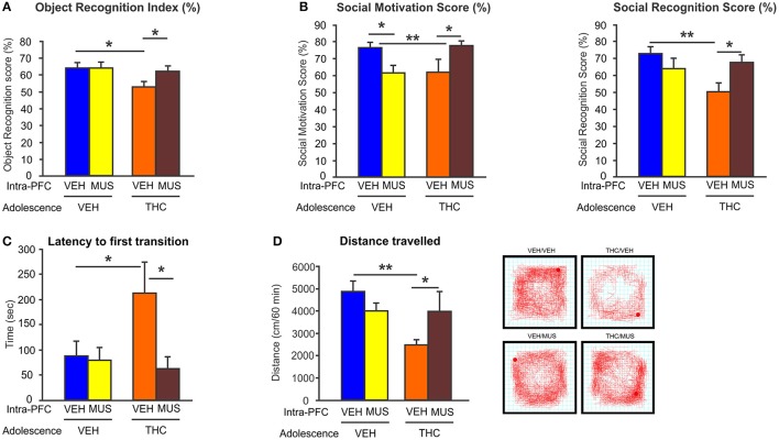 Effects of microinfusion of muscimol (MUS) within the PFC on adolescent THC-induced behavioral abnormalities. (A) Adolescent THC pretreated rats displayed short-term memory deficits. Microinfusions of MUS within the PFC restored short-term memory deficits as compared to intra-PFC VEH controls in the object recognition task during adulthood. (B) Adolescent THC pretreated rats displayed deficits in social motivation (left) and social cognition (right). Microinfusions of MUS within the PFC improved social motivation (left) and social cognition (right) as compared to intra-PFC VEH controls in the social interaction task during adulthood. (C) Adolescent THC pretreated rats displayed increased anxiety. Microinfusions of MUS within the PFC decreased anxiety levels as compared to intra-PFC VEH controls in the light dark box task during adulthood. (D) Adolescent THC pretreated rats displayed hypolocomotor activity. Microinfusions of MUS within the PFC normalize locomotor activity as compared to intra-PFC VEH controls in the open field task during adulthood. Figure modified from Renard et al. (148). *P < 0.05; **P < 0.01.