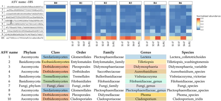Heatmap of the relative abundance of the top 10 ASV of fungi in stem field and pilot unit samples. S1‐F: Swath 1 retted in the field, S3‐F: Swath 3 retted in the field, S4‐F: Swath 4 retted in the field, and S‐PU: Swath retted in the pilot unit. ASV are arranged in ascending order of abundance, ranging from the least abundant (1) to the most abundant (10).