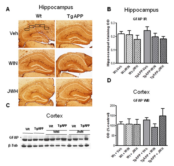 Cannabinoid oral administration did not alter GFAP immunostaining or protein expression. GFAP hippocampal immunostaining (IR) or cerebral cortical protein expression was similar in all groups, irrespective of genotype or treatment. A: representative IR in hippocampus from wild type and Tg APP mice treated with vehicle or cannabinoids. The area assessed is shown (5 hippocampal areas) B: Optical density (OD) was measured by densitometry. C: representative GFAP Western blot (WB) and D: optical density (OD) in cortical samples. Animals were treated with vehicle or cannabinoids (0.2 mg/kg) in the drinking water for 4 months, starting at 7 months of age. Results are mean ± SEM (n = 6-7 mice/group).