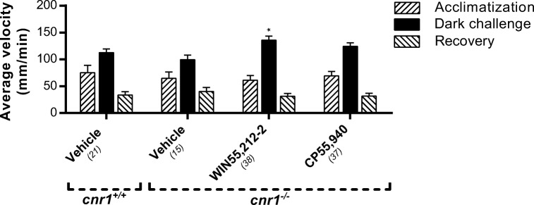 The effect of WIN55,212-2 and CP55,940 on locomotion in cnr1−/− zebrafish larvae. The inhibitory effect of WIN55,212-2 (0.5 μM) and CP55,940 (2 μM) on locomotion in both the dark and the light phase, as observed in wild-type larvae (Fig. 2), was absent in the cnr1−/− larvae. In fact, a slight increase in mobility during the dark phase was observed in the WIN55,212-2-treated larvae, as compared to the vehicle-treated larvae. No differences were found between the vehicle-treated cnr1−/− and cnr1+/+ larvae. Group sizes are reported in parentheses. Data shown are means ± SEM. A significant difference compared to the corresponding vehicle-treated control group is seen. *P ≤ 0.05