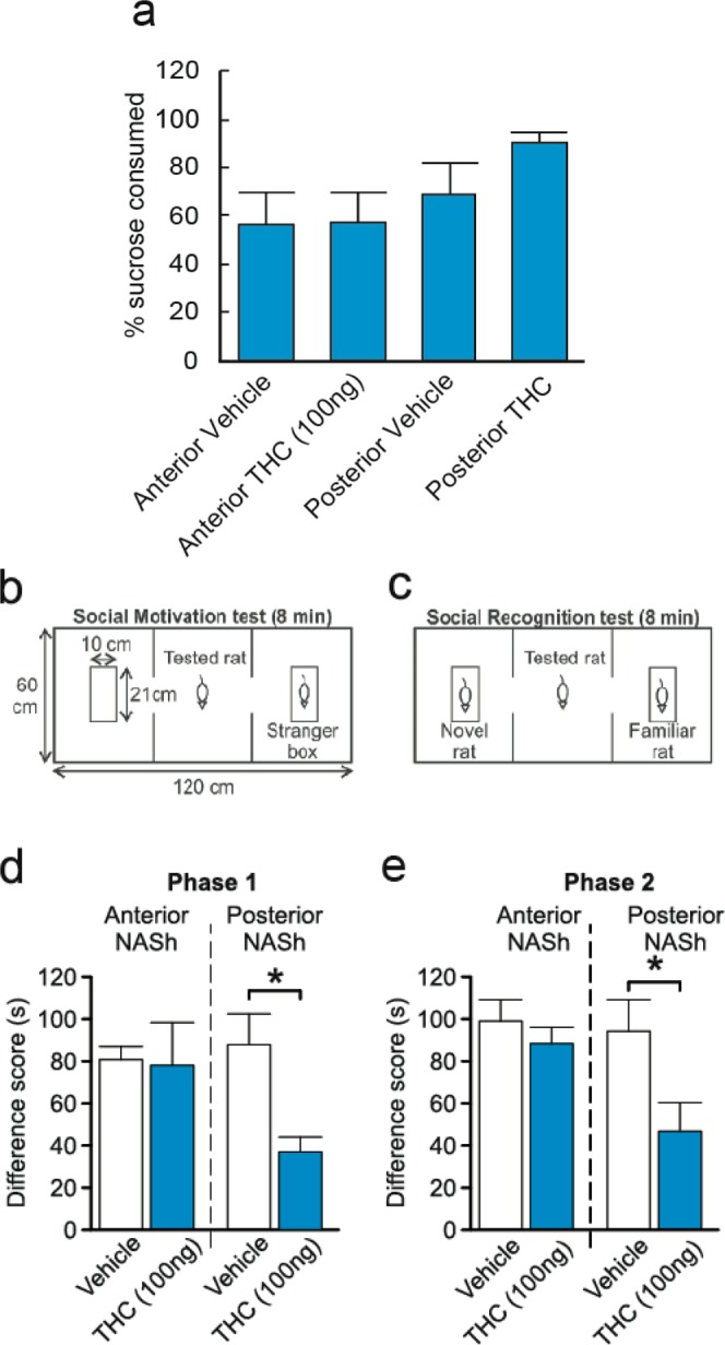 Effects of intra-NASh THC on sucrose preference and social recognition. (a) THC has no significant effect on the percent consumption of sucrose vs total liquid consumed. (b,c) Summary of apparatus and experimental procedure for the sociability and social recognition test phases. (d) Microinfusions of THC in the pNASh, but not the aNASh, significantly reduced sociability scores *p < 0.05. (e) Microinfusions of THC in the pNASh, but not the aNASh, significantly reduced social recognition scores *p < 0.05.