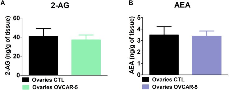 No change in the levels of 2-arachidonoyl glycerol (2-AG) and anandamide (AEA) levels in the ovaries of control (no OVCAR-5 tumor) relative to OVCAR-5 ectopic xenograft tumor in immunocompromised SCID-SHO female mice. No changes in AEA (A) and 2-AG (B) levels were observed in the ovaries of control (no OVCAR-5 ectopic tumor) in comparison to OVCAR-5 ectopic ovarian tumor in immunocompromised SCID-SHO female mice. Data are expressed as mean ± S.E.M. (ovaries in control (no OVCAR-5 tumor) SCID-SHO female mice, n = 5–7 SCID-SHO females; ovaries in OVCAR-5 tumor SCID-SHO female mice, n = 5–7 SCID-SHO females).