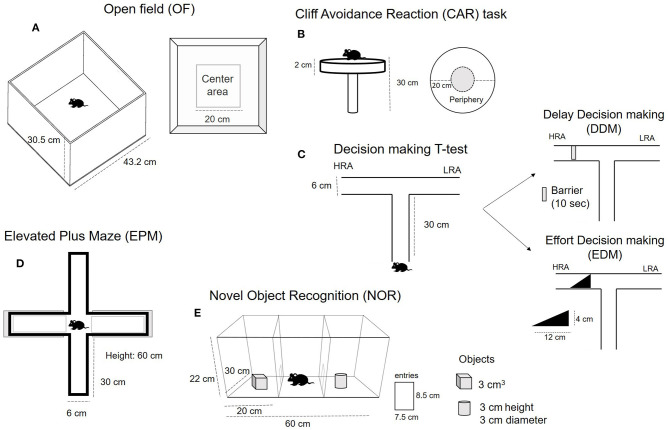 Schematic representation of the behavioral tests used to characterize specific behavior in adolescent male and female DAT-Cnr2 cKO mice in comparison with WT mice.