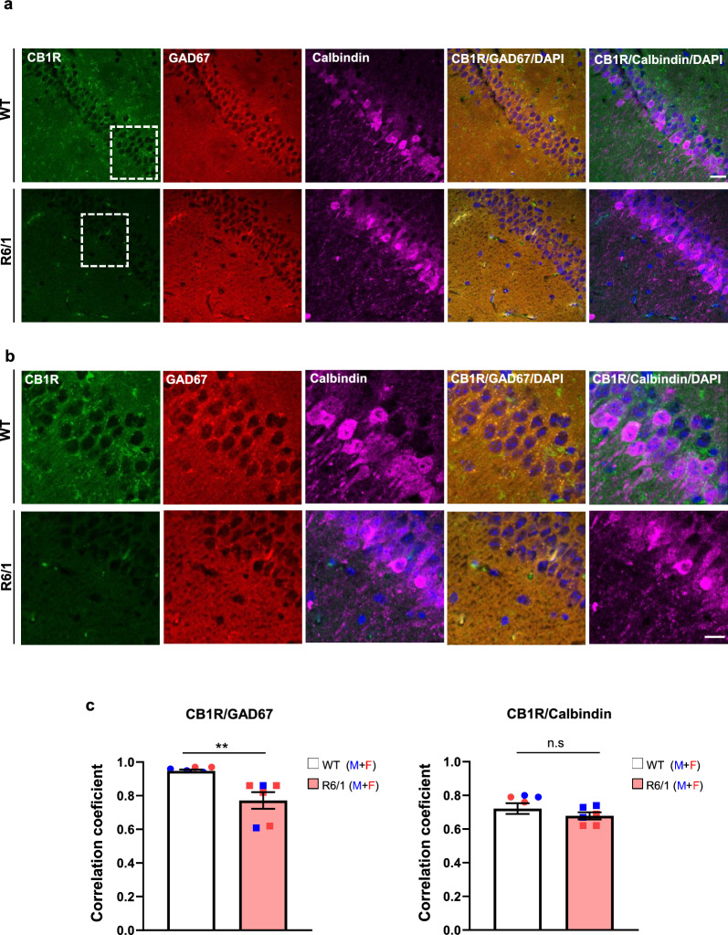 CB1R expression is selectively reduced in GABAergic hippocampal neurons of R6/1 mice. a Representative confocal images showing the distribution of CB1R (green), GAD67 (red) and calbindin (purple) in coronal hippocampal sections from 13-week-old naive WT and R6/1 mice. Colocalization of CB1R with GAD67 (GABAergic marker) and CB1R with calbindin (glutamatergic marker) is indicated. Scale bar, 25 µm. b High-magnification confocal images of the rectangle areas in a, illustrating detailed colocalization of CB1R (green) with GAD67 (red) and with calbindin (purple) in the hippocampus. Scale bar, 10 µm. c Quantification of CB1R colocalization with GAD67 and calbindin across the hippocampus, expressed as Pearson’s correlation coefficient. Mean ± SEM, n = 6–7 mice per genotype. Student’s t test; **P < 0.01