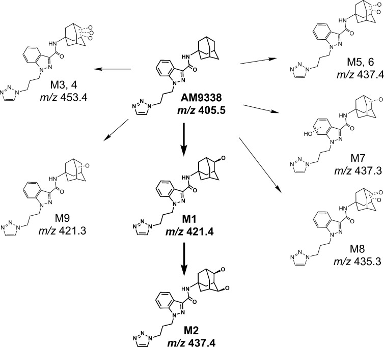 Proposed metabolic pathway of AM9338.