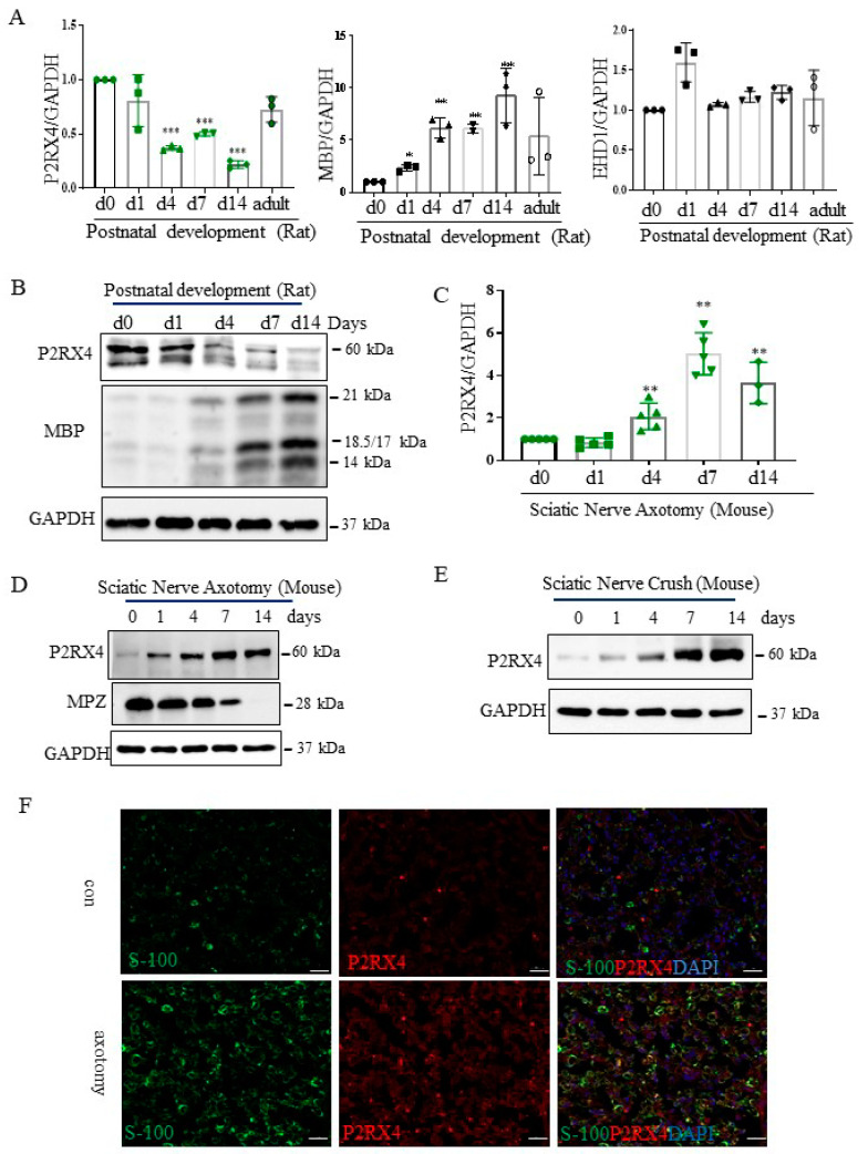 P2RX4 as differentially regulated during postnatal development and after sciatic nerve injury in vivo. P2RX4 mRNA ((A), n = 3) and protein (B) levels were downregulated during postnatal development. MBP was used as a positive control. P2RX4 mRNA ((C), n = 5) and protein (D) levels increased after axotomy. (E) The P2RX4 protein level decreased after mouse crush injury. Data are the mean ± SD. * p < 0.05, ** p < 0.01, *** p < 0.001. (F) Colocalization of P2RX4 (green) and S100 (red) 7 days after sciatic nerve injury. A transverse section of a mouse sciatic nerve was stained. Scale bar = 20 μm.