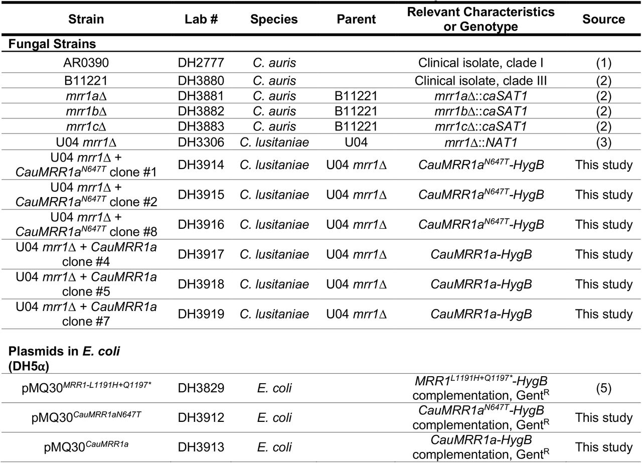 Strains used in this study