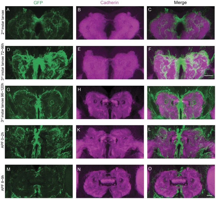 The expression pattern of C767-Gal4 and DN-cadherin signal during FB formation in wild type flies.(A–C), The expression pattern of C767-Gal4 (green) and DN-cadherin signal (magenta) in a 2nd instar larval brain. (D–F) The expression pattern of C767-Gal4 (green) and DN-cadherin signal (magenta) in an early 3rd instar larval brain. Scale bar in (F) equals 25 µm and applies to (A–F). (G–I) The expression pattern of C767-Gal4 (green) and DN-cadherin signal (magenta) in a late 3rd instar larval brain. (J–L) The expression pattern of C767-Gal4 (green) and DN-cadherin signal (magenta) in a pupal brain at 0–2 h APF. (M–O) The expression pattern of C767-Gal4 (green) and DN-cadherin signal (magenta) in a pupal brain at 8–9 h APF. Scale bar in (O) equals 25 µm and applies to (G–O).