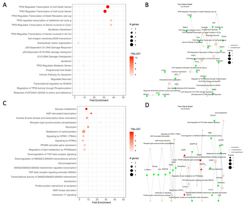 Reactome dot plot (left) and Term-Gene Graph of top 20 terms for (A,B) cisplatin vs. DMSO, (C,D) CBD vs. DMSO, (E,F) ISS vs. untreated, (G,H) cisplatin and CBD vs. DMSO, (I,J) cisplatin and ISS vs. DMSO, (K,L) CBD and ISS vs. DMSO, and (M,N) cisplatin, CBD, and ISS vs. DMSO in the HCT-116 CRC cell line. The top 20 terms with the highest fold change are shown in plots to the left, with their corresponding Reactome pathways on the y-axis. The size of the dots represents the number of genes in each pathway, while the red color’s intensity indicates the enrichment’s significance. The most enriched pathways are shown at the top of the plot. The graphs to the right side display the top 20 Reactome terms and their corresponding gene sets. Each node represents a Reactome term, and the size of the node is proportional to the number of genes associated with that term. The edges between the nodes represent the overlap in gene sets between the terms. The edge’s thickness represents the overlap’s magnitude, and the edge’s color represents the direction of the overlap, with green for upregulated and red for downregulated genes. Figures were generated using pathfindR enrichment analysis software.