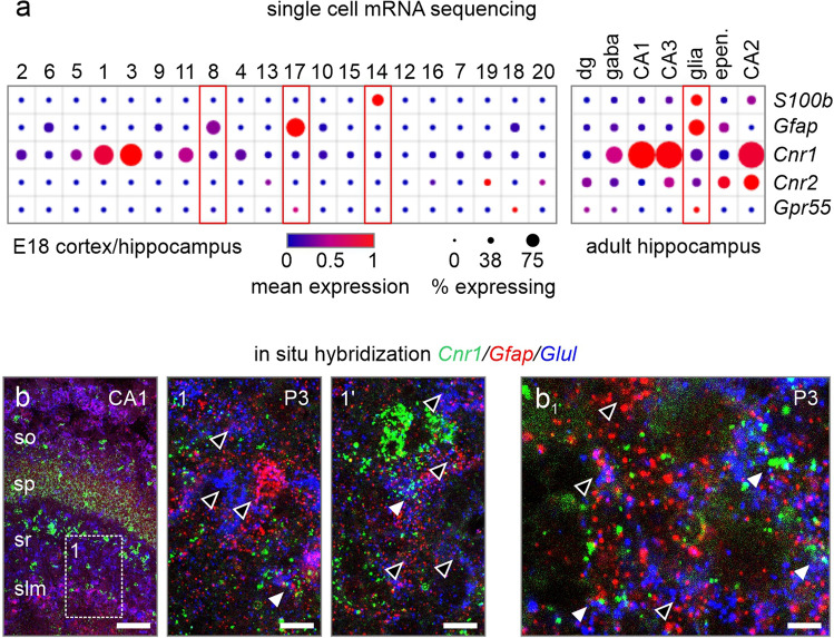 Expression of cannabinoid receptors in astrocytes. a Single cell mRNA analysis of E18 and adult hippocampal astrocytes [23, 26]. b, b1 In situ hybridization for Cnr1 in P3 (b, b1) hippocampal tissues. Open arrowheads denote Cnr1-negative astrocytes, while closed arrowheads point to Cnr1 expressing astrocytes. CA1-3 cornu ammonis 1–3; dg dentate gyrus; epen ependymal cells. Scalebars = 100 µm (b), 25 µm (1, 1’), 5 µm (b1)