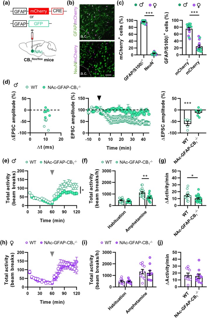 Astroglial CB1 participates in amphetamine‐induced hyperlocomotion in male mice. (a) Scheme depicting the injection of the viral vectors. (b) IHC of viral expression (mCherry) in astrocytes (GFAP) but not in neurons (NeuN). a.c.: Anterior commissure. Scale bar: 50 μm. (c) Percentage of mCherry+ cells that co‐express GFAP and/or S100β or NeuN (left) and percentage of GFAP/S100β+ cells that co‐expressed mCherry (right). (d) Change in EPSC amplitude vs. the pre‐post time windows (left), time course of t‐LTD (middle), and change in EPSC amplitude after t‐LTD induction (right). Black arrowhead indicates t‐LTD induction. (e) Time course of locomotor activity in male mice. Gray arrowhead indicates amphetamine injection. (f) Total locomotor activity during habituation and after amphetamine injection in male mice. (g) Change in activity after amphetamine injection in male mice. (h–j) Like e‐g but for female mice. Data are expressed as mean ± s.e.m. Statistical differences comparing baseline with 45 min after t‐LTD induction (paired Student's t‐test) or genotype effects on amphetamine‐induced locomotion (Two‐way ANOVA) are expressed as (*) p < 0.05, (**) p < 0.01, and (***) p < 0.001.