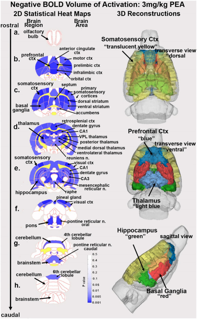 Change in BOLD signal with low dose PEA. Depicted are 2D heat maps of coronal sections (a-h) showing the location of brain areas that were significantly different in negative BOLD signal (blue highlight) between vehicle and low dose (3.0 mg/kg) PEA. These highlighted areas represent a PEA-induced increase in negative BOLD signal over vehicle. White matter tracts are highlighted in yellow. The brain regions are noted on the left of the section and brain areas on the right. The 3D color-coded reconstructions summarize the major brain areas that were significantly different. n. = nucleus.