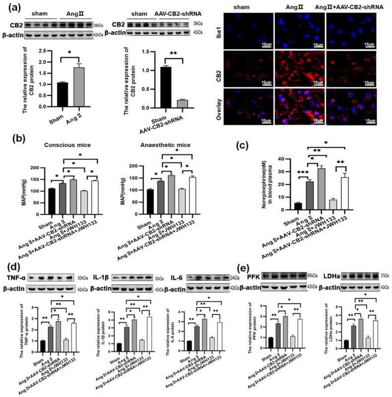 JWH133 (2 mg/kg, 28 days) activated the CB2 receptor on microglia to inhibit AngII-induced hypertension by suppressing glycolytic enzymes and proinflammatory cytokines in the PVN. (a) The expression of the CB2 receptor in microglia was upregulated in the PVN of AngII-induced hypertension mice. Iba1 (blue) and CB2 receptor (red). Scale bar = 10 μm. JWH133 activation of the CB2 receptor inhibited MAP (b), plasma norepinephrine levels (c), proinflammatory factors TNF-α, IL-1β, and IL-6 production (d), glycolytic enzymes PFK and LDHa expression (e) in AngII-induced hypertension mice. The results are expressed as mean ±SEM (n = 5 mice in each group, * p < 0.05, ** p < 0.01, *** p < 0.001). Original blot images can be found in Supplementary File S1.
