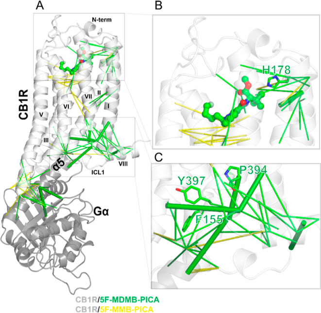 Correlation-based network pathway. (A) CB1R structure bound with 5F-MDMB-PICA with final correlated pairs mapped on the structure. The green pairs are representative pairs for 5F-MDMB-PICA and the yellow pairs are representative for 5F-MMB-PICA. There is a noticeable difference between these two ligand-signaling pathway. The CB1R/5F-MDMB-PICA network includes a pathway consisting of eight strongly correlated pairs (solid green lines) which connect the E1331.49–L3997.55 (TM1i–TM7i) changes to the changes at the extracellular-middle domain, F1742.61–D1762.63 (TM2m–TM2e), the intracellular domain, A1602.47–A3987.54 (TM2i–TM7i), H1431.59–F408H8 (TM1i–H8), T3446.36–L3997.55 (TM6i–TM7i), H406H8–R409H8 (H8–H8), and the changes between the intracellular domain and Gα,T313ICL3–S265Gα (ICL3–Gα), T313ICL3–E318Gα (ICL3–Gα), and R4007.56–K349Gα (TM7i–Gα). E1331.49–L3997.55 (TM1i–TM7i) is at the core of these correlated pairs. There is no such pathway for CB1R/5F-MMB-PICA. (B) TM2e key residue H1782.65 contributes to the 5F-MDMB-PICA signaling pathway. (C) The TM2i residue (F1552.42) and TM7i NPxxY residues (P3947.50 and Y3977.53) are unique to the 5F-MDMB-PICA network pathway.
