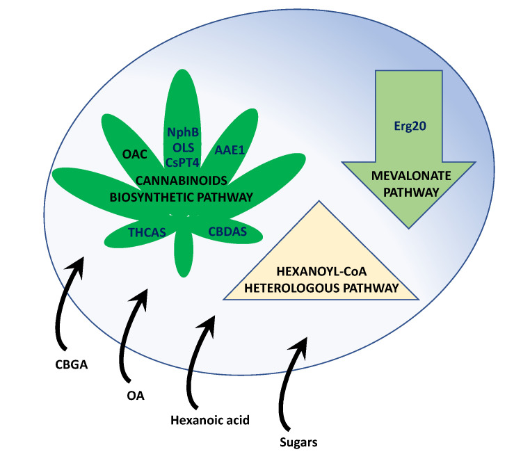 Main pathways engineered in yeasts in order to produce cannabinoids from different precursors. Abbreviations: AAE1, acyl activating enzyme; CBDAS, cannabidiolic acid synthase; CBGA, cannabigerolic acid; CBGAS, CBGA synthase; CsPT4, C. sativa prenyltransferase 4; Erg20, GPP synthase; NphB, aromatic prenyltransferase from Streptomyces sp. CL190 strain; OA, olivetolic acid; OAC, OA cyclase; OLS, olivetol synthase; THCAS, Δ9-tetrahydrocannabinolic acid synthase.